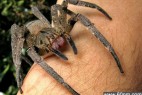 盘点全球十大最毒蜘蛛:可致阴茎持续勃起_大千世界