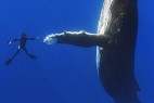 夏威夷16米座头鲸与潜水员亲切“握手”_大千世界