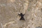 小熊为追赶妈妈勇攀峭壁_大千世界