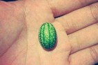 世界上最小的西瓜你见过吗？_大千世界