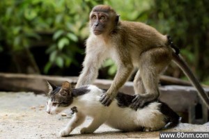印尼猕猴为小猫“按摩”_大千世界
