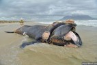 南非现10米长鲸鱼尸体_大千世界
