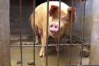 网评感动中国10大动物 母猪救夫夺冠_大千世界