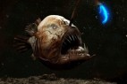 长相吓人的深海怪物：鮟鱇鱼能点灯？_大千世界