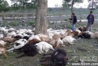 新疆牧民家遭雷击 173只羊当场死亡_大千世界