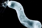 NASA湖底发现“外星”微生物 很惊人_大千世界
