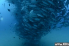 瞬间数千条鱼旋转形成深海龙卷风_大千世界