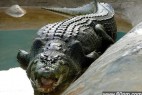 世界最大吃人鳄鱼死亡 身长超过6米_大千世界