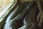 世界上最大蛇 14米多长令人毛骨悚然_大千世界