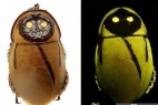 世界罕见的会发黄光的“荧光蟑螂”_大千世界