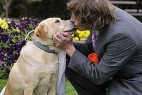 澳大利亚男子与拉布拉多爱犬成婚_大千世界