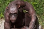 印度黑猩猩患脱毛症后成明星_大千世界