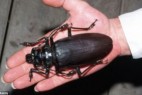 世界最大甲虫 利爪能将铅笔折断